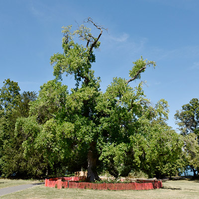 grand arbre dans un parc